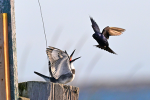 Purple Martin
